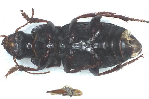 Harpalus sulphuripes
